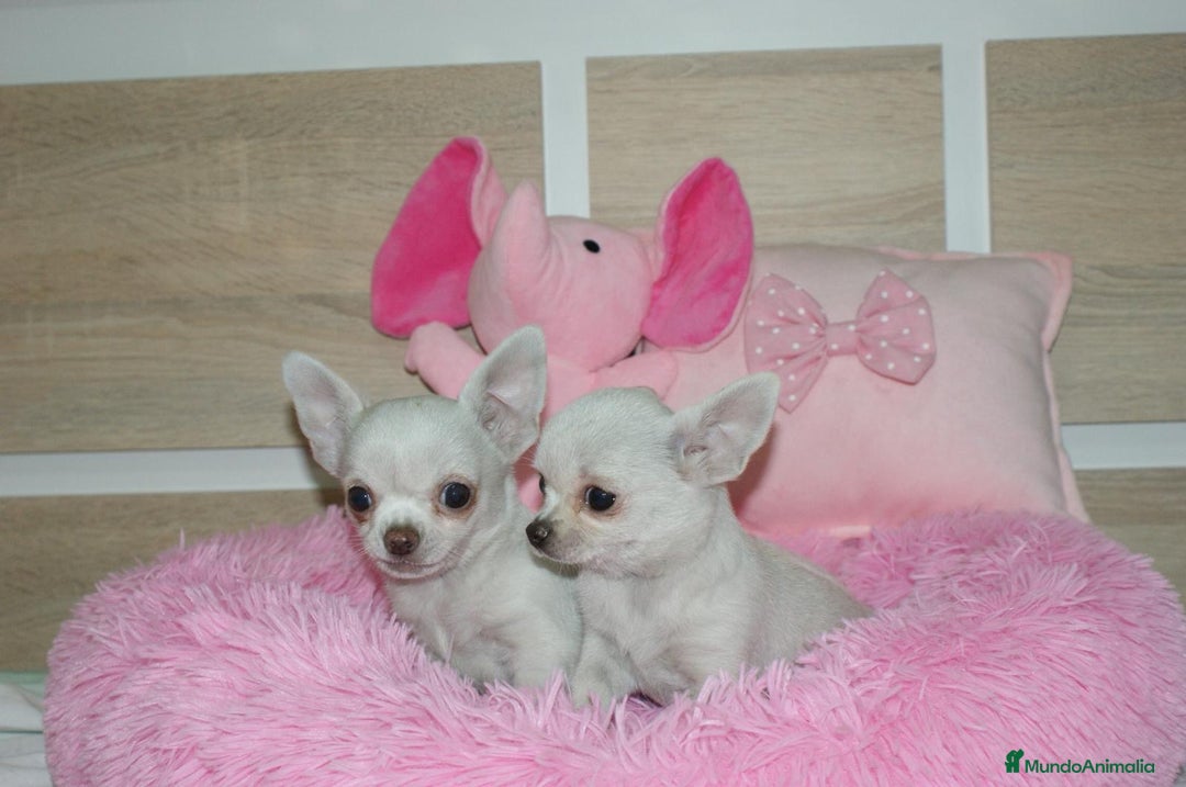 Chihuahua perros en venta: CHIHUAHUAS  - Imagen 3