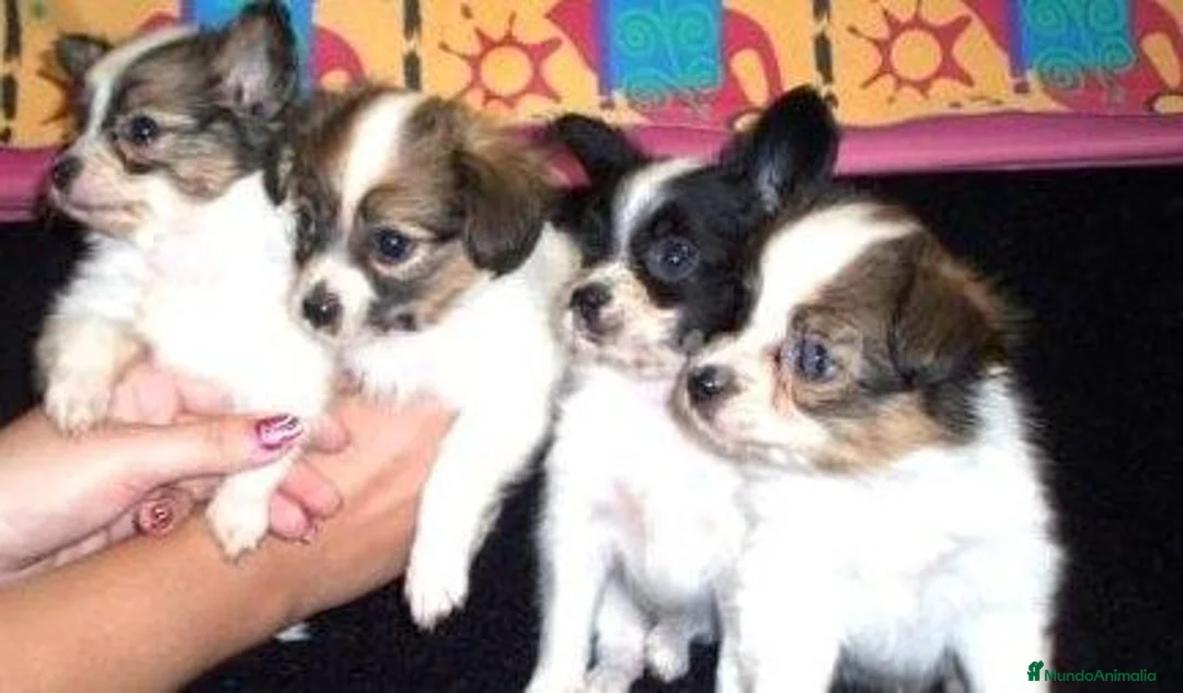 Imagen de galería {{count}}