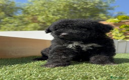 Perro de Agua Español perros en venta: PERRO DE AGUA ESPAÑOL MACHO - Imagen 10