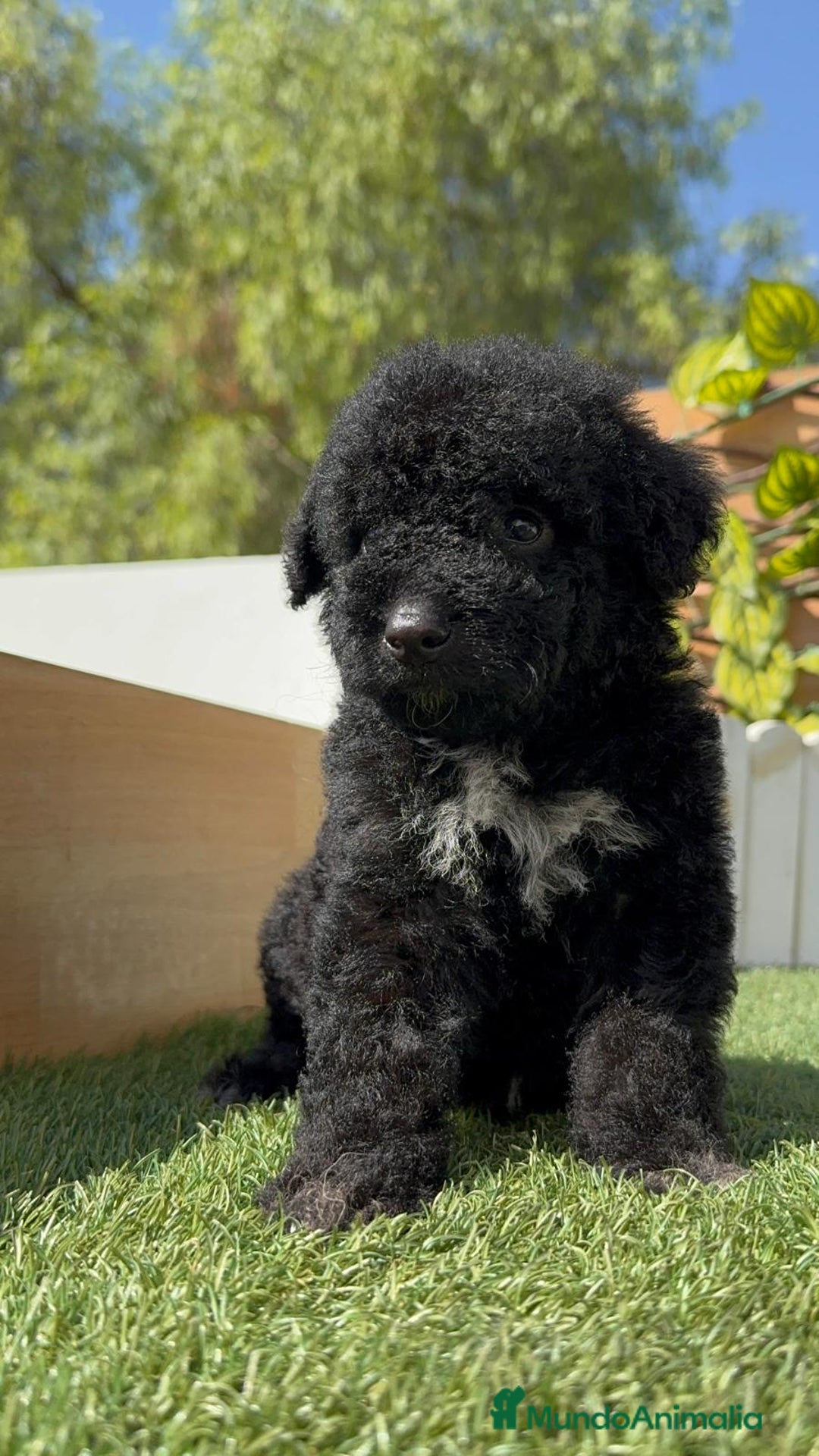 Perro de Agua Español perros en venta: PERRO DE AGUA ESPAÑOL MACHO - Imagen 10