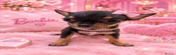Chihuahua perros en venta: Chihuahuas cabeza manzana - Anuncio 1