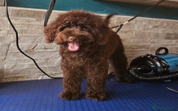 Caniche Toy perros en venta: Caniche enano chocolate  - Anuncio 1