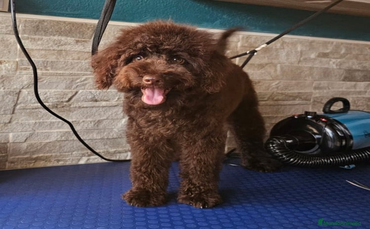 Caniche Toy perros Caniche enano chocolate  - Anuncio 1