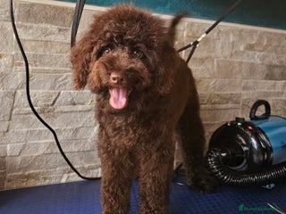 Caniche Toy perros Caniche enano chocolate - Anuncio 1