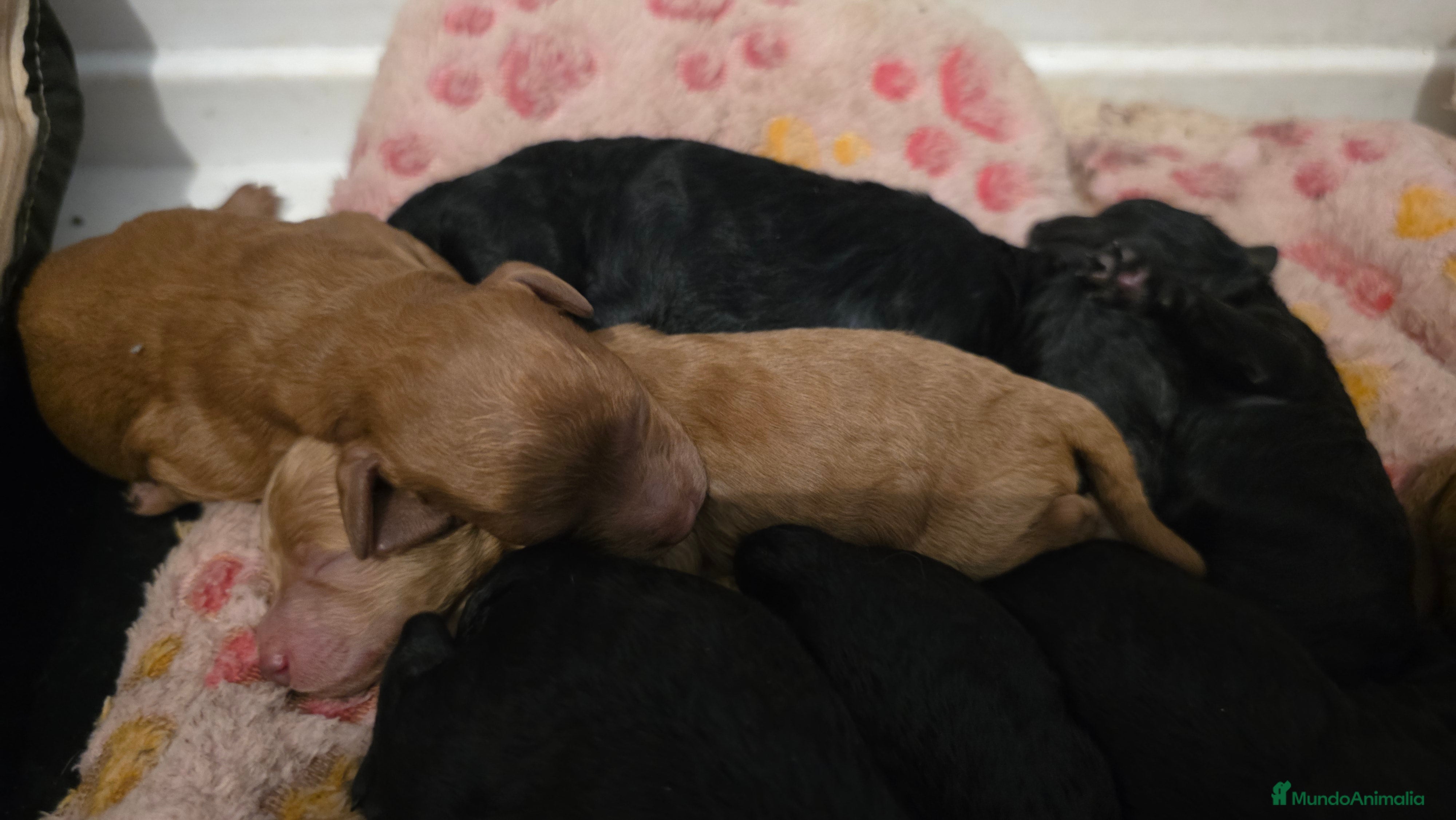 Caniche Enano perros Caniches enanos  - Anuncio 4