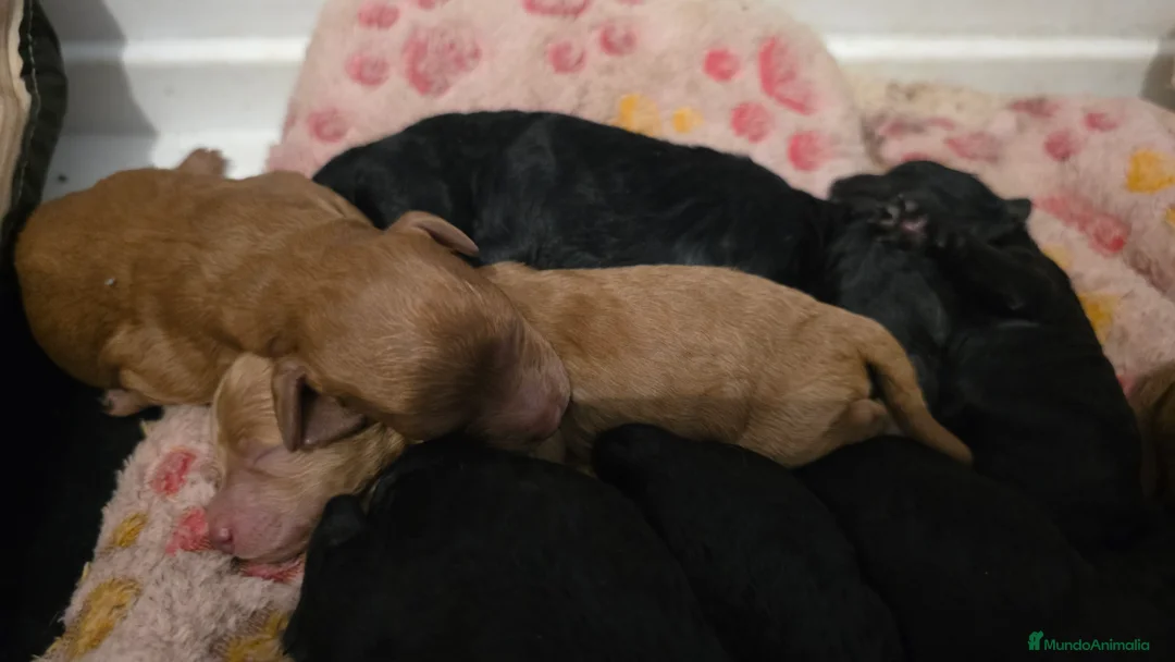 Caniche Enano perros en venta: Caniches enanos  - Anuncio 1