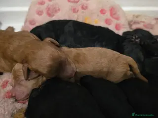 Caniche Enano perros Caniches enanos - Anuncio 4