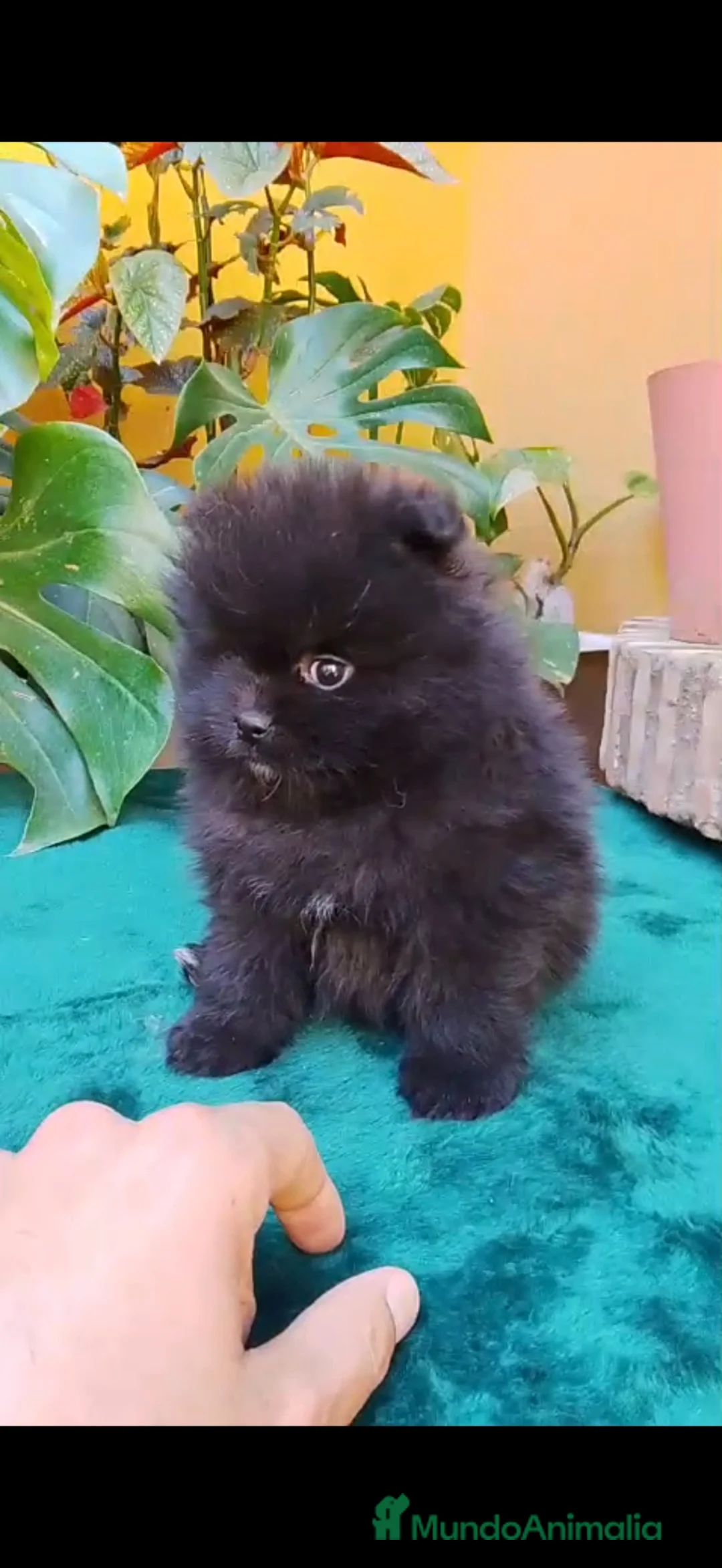 Pomerania perros en venta: Pomerania Toy  - Anuncio 5