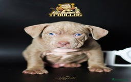 American Bully perros en venta: Cachorros American Bully tricolor lilac - Imagen 6