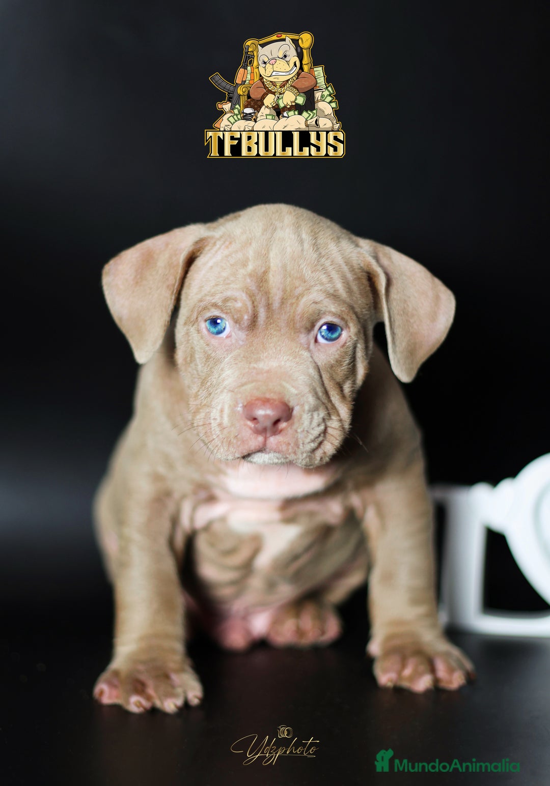 American Bully perros en venta: Cachorros American Bully tricolor lilac - Imagen 6