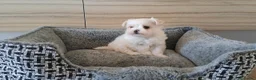 Bichón Maltés perros en venta: Cachorrita Bichon Maltes Toy  - Anuncio 4