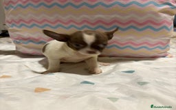 Chihuahua perros en venta: Chihuahua toy rusa - Imagen 6