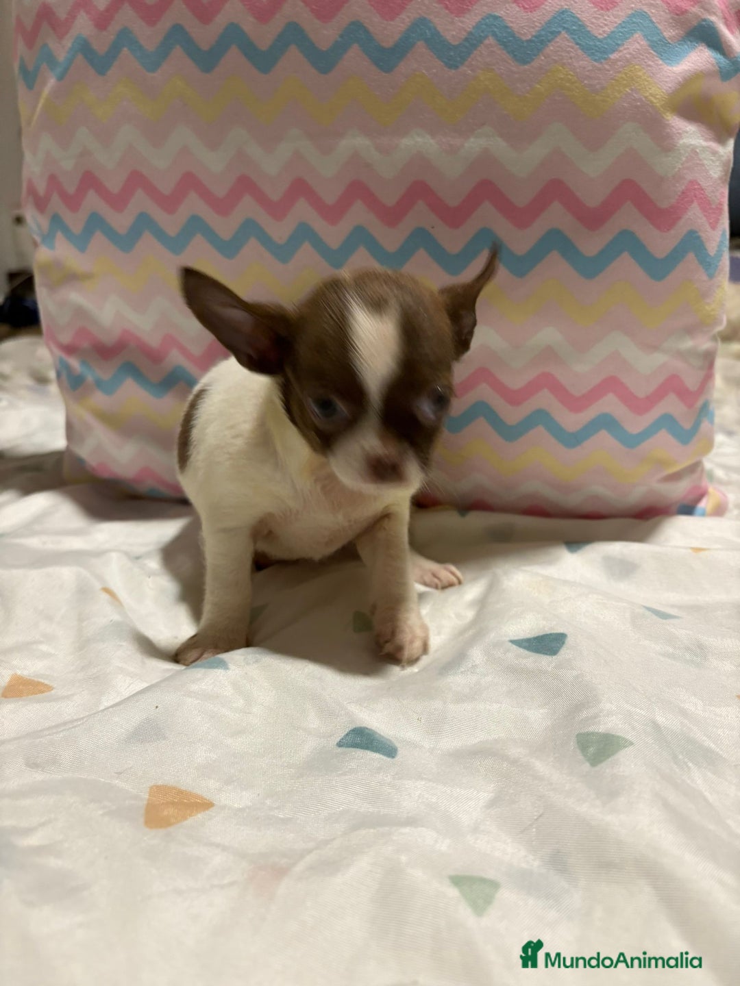 Chihuahua perros en venta: Chihuahua toy rusa - Imagen 6