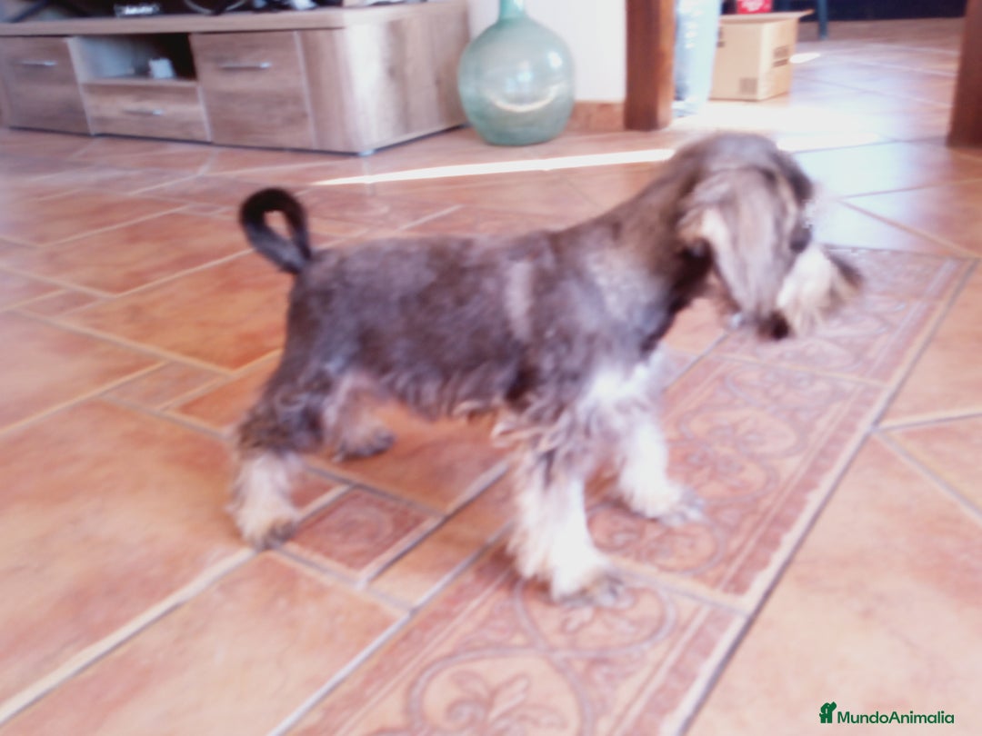Schnauzer Miniatura perros en venta: Hembrita de Schnauzer negro/plata  - Anuncio 10