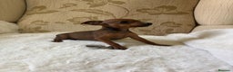 Pinscher Miniatura perros en venta: Pinscher Miniatura cachorro hembra  - Anuncio 9