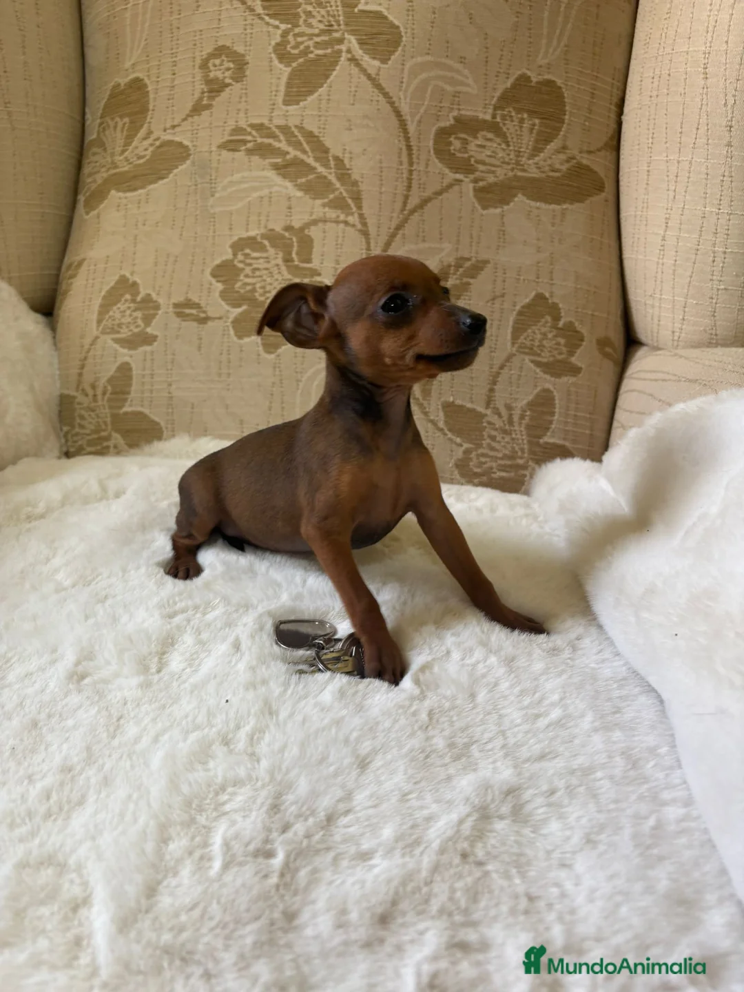 Pinscher Miniatura perros en venta: Pinscher Miniatura cachorro hembra  - Anuncio 9