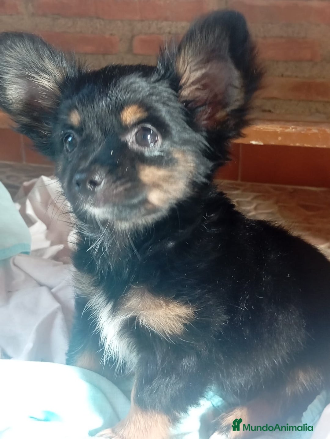 Raza Mixta perros en venta: CAMADA DE YORCHIS  - Imagen 3