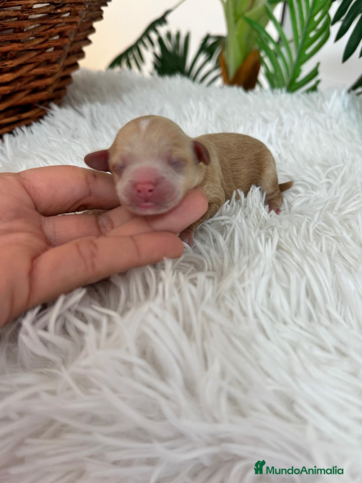 Maltipoo perros MALTIPOO MACHO - Anuncio 1