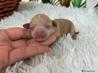 Maltipoo perros MALTIPOO MACHO - Anuncio 1