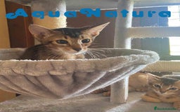 Abisinio gatos en venta: Camada Abisinio de Santa AQUANATURA - Imagen 5