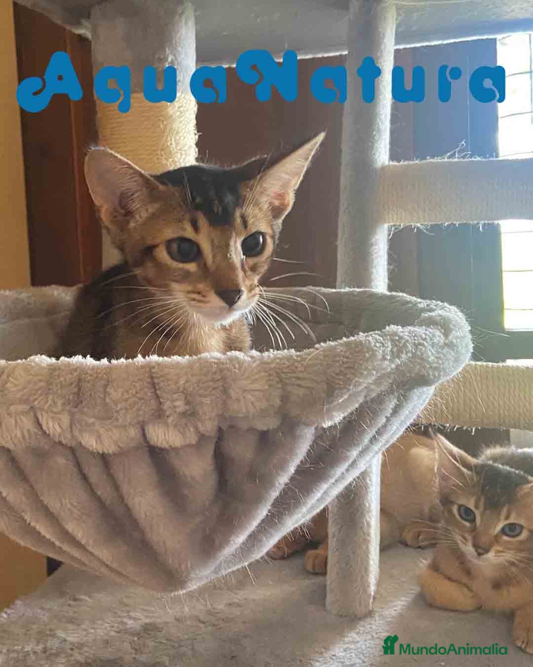 Abisinio gatos en venta: Camada Abisinio de Santa AQUANATURA - Imagen 5