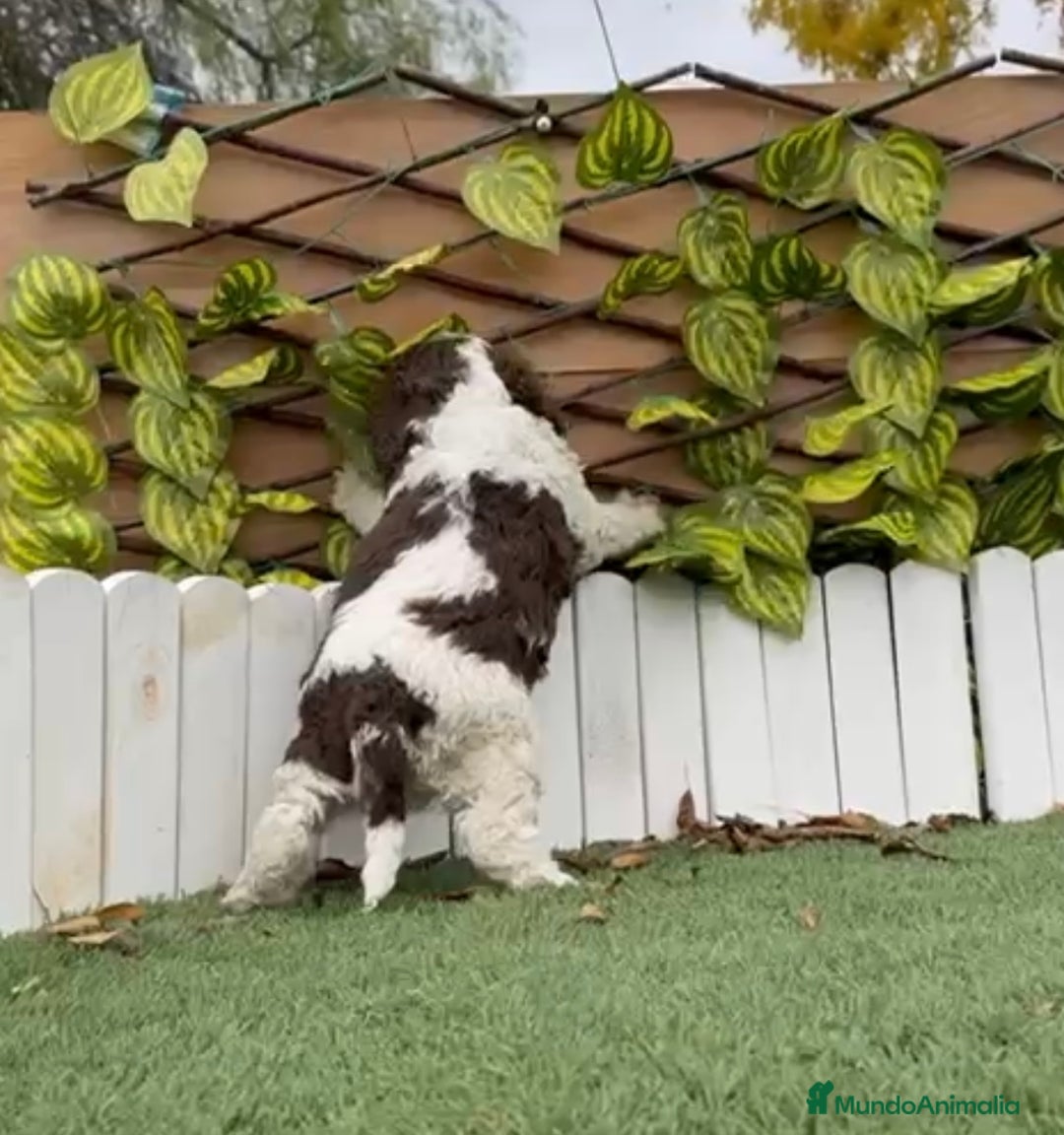 Perro de Agua Español perros en venta: PERRO DE AGUA ESPAÑOL - Anuncio 5