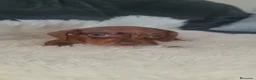 Teckel perros en venta: TECKEL  - Anuncio 4