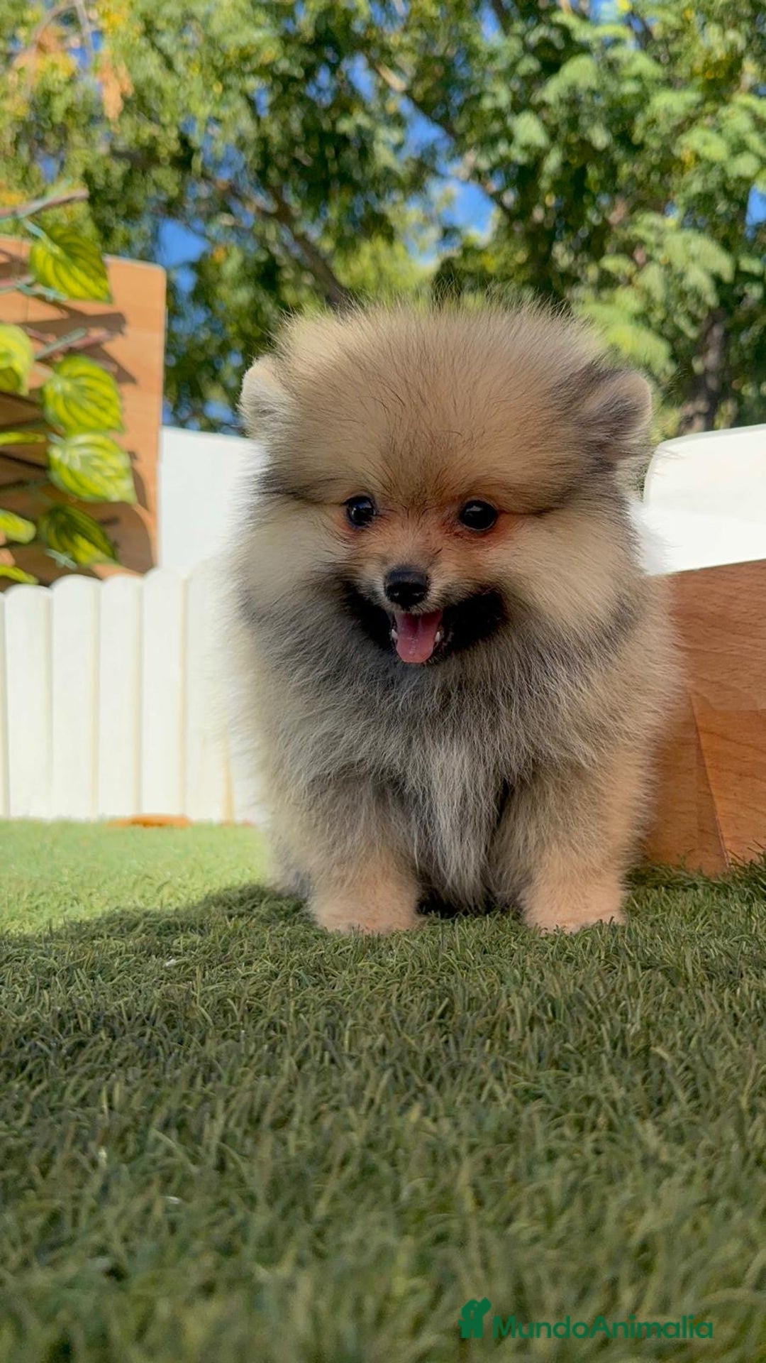 Pomerania perros en venta: POMERANIA - Imagen 12