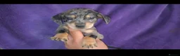 Teckel perros en venta: Teckel Arlequínes y Negros fuego - Anuncio 7