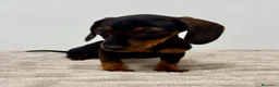 Teckel Miniatura perros en venta: Teckel miniatura - Anuncio 4