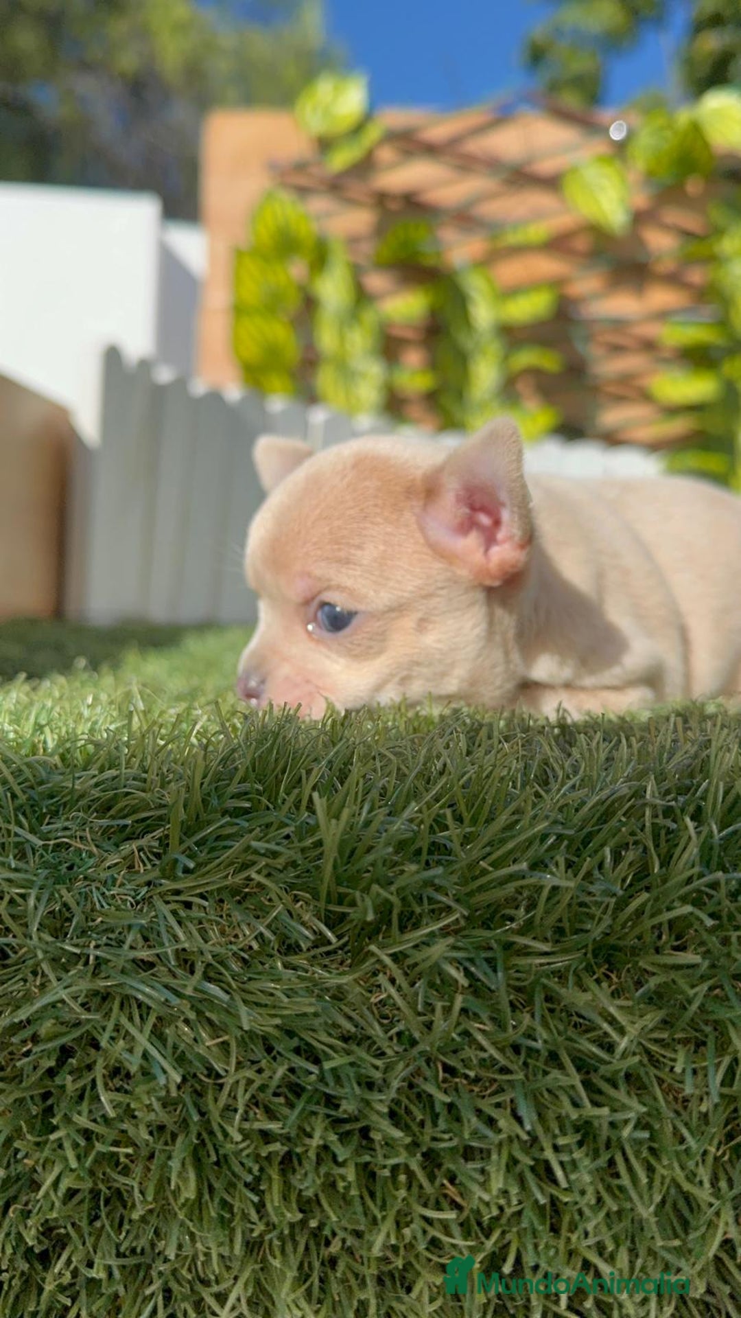 Chihuahua perros en venta: CHIHUAHUA HEMBRA - Imagen 18