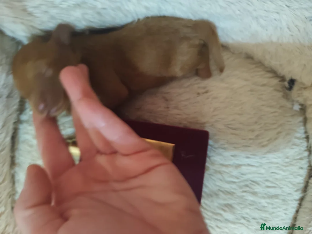 Caniche Toy perros en venta: Caniche toy - Anuncio 2