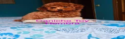 Caniche Toy perros en venta: Caniche Toy hembra disponible !!! - Anuncio 4