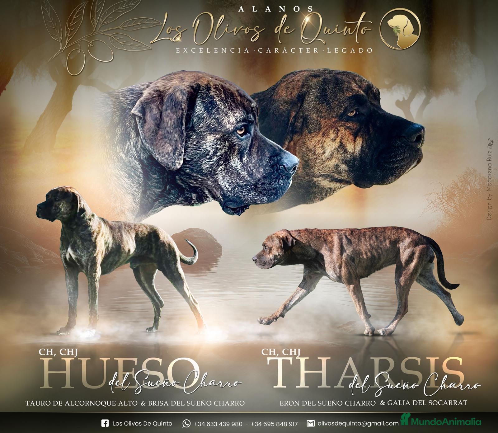 Alano Español perros Camada de Alanos españoles con pedigree.  - Anuncio 1
