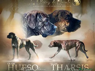 Alano Español perros Camada de Alanos españoles con pedigree. - Anuncio 1