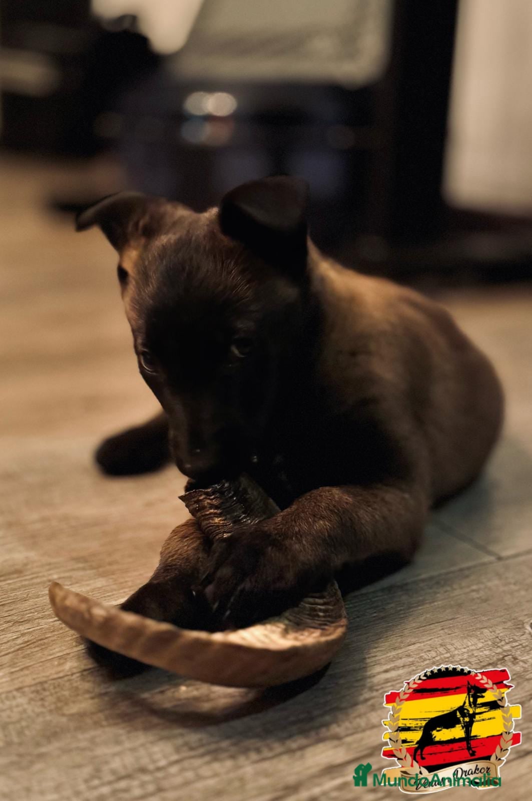 Pastor Belga Malinois perros Camada  en Murcia - Anuncio 2