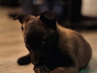 Pastor Belga Malinois perros en Murcia - Anuncio 2