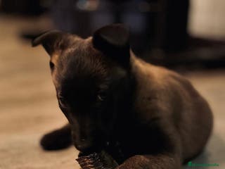 Pastor Belga Malinois perros Camada en Murcia - Anuncio 33
