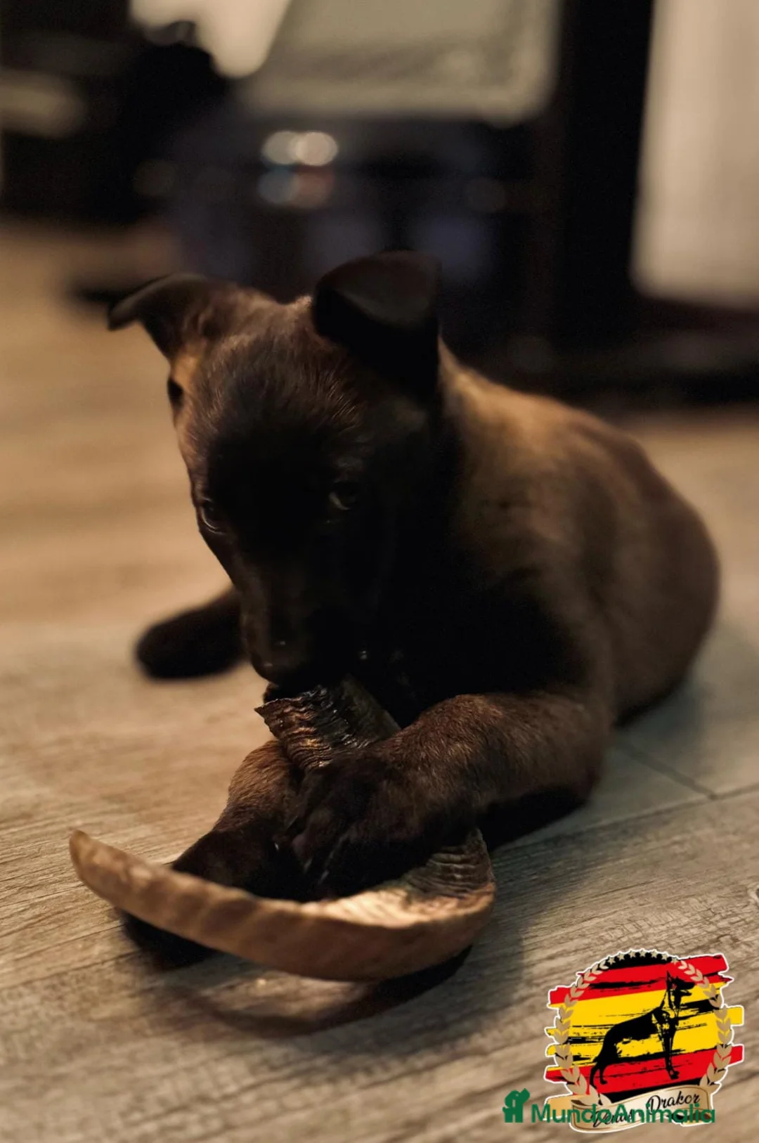 Pastor Belga Malinois perros en venta: Camada  en Murcia - Anuncio 1