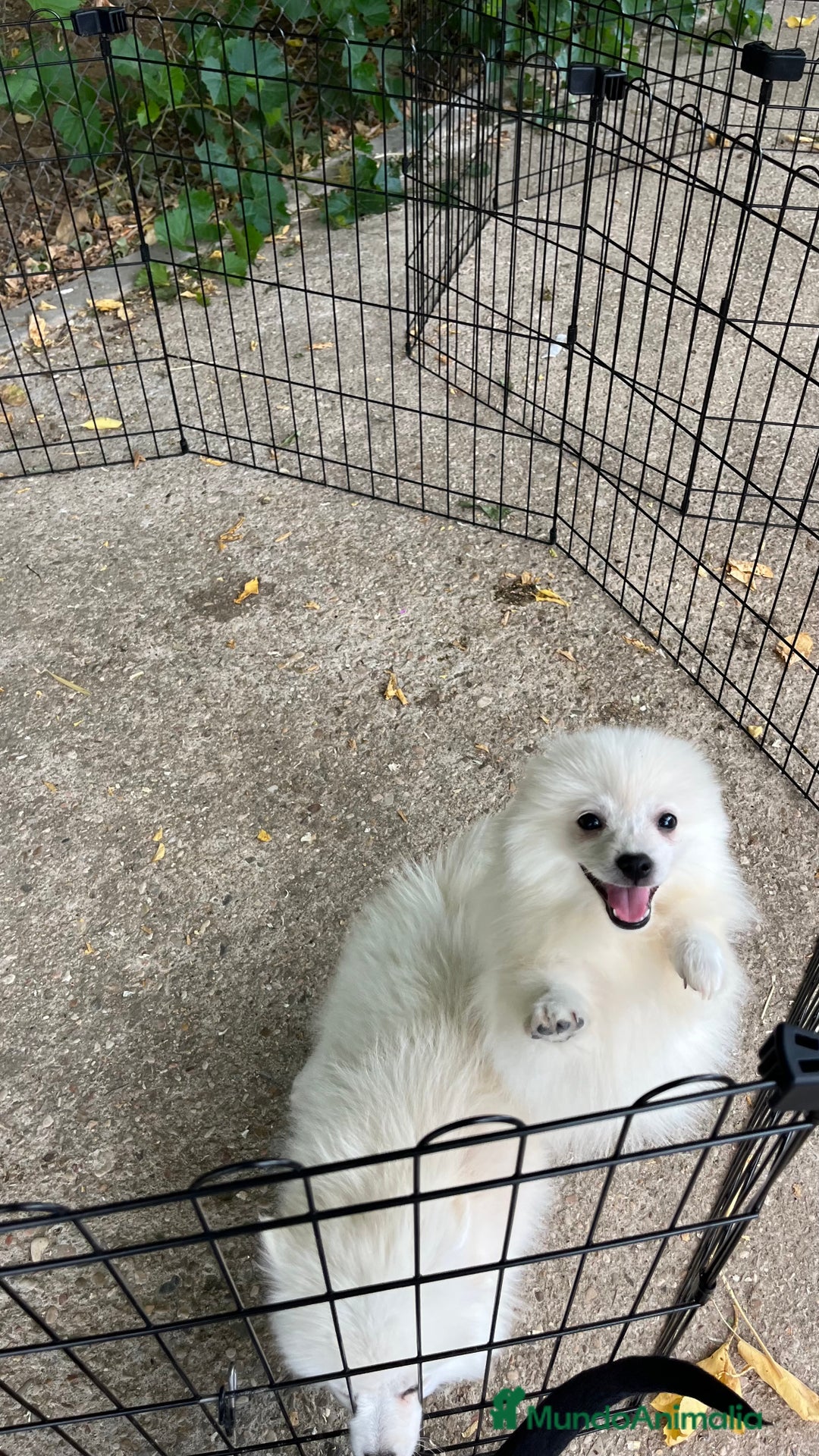Pomerania perros en venta: Pomerania blanco  - Imagen 1