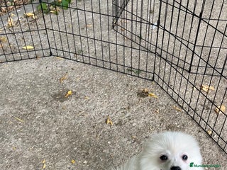 Pomerania perros - Anuncio 1