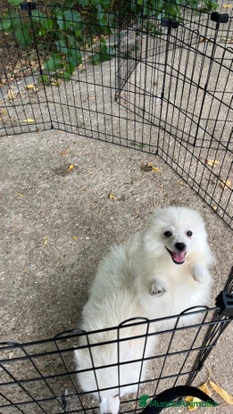 Pomerania perros - Anuncio 2