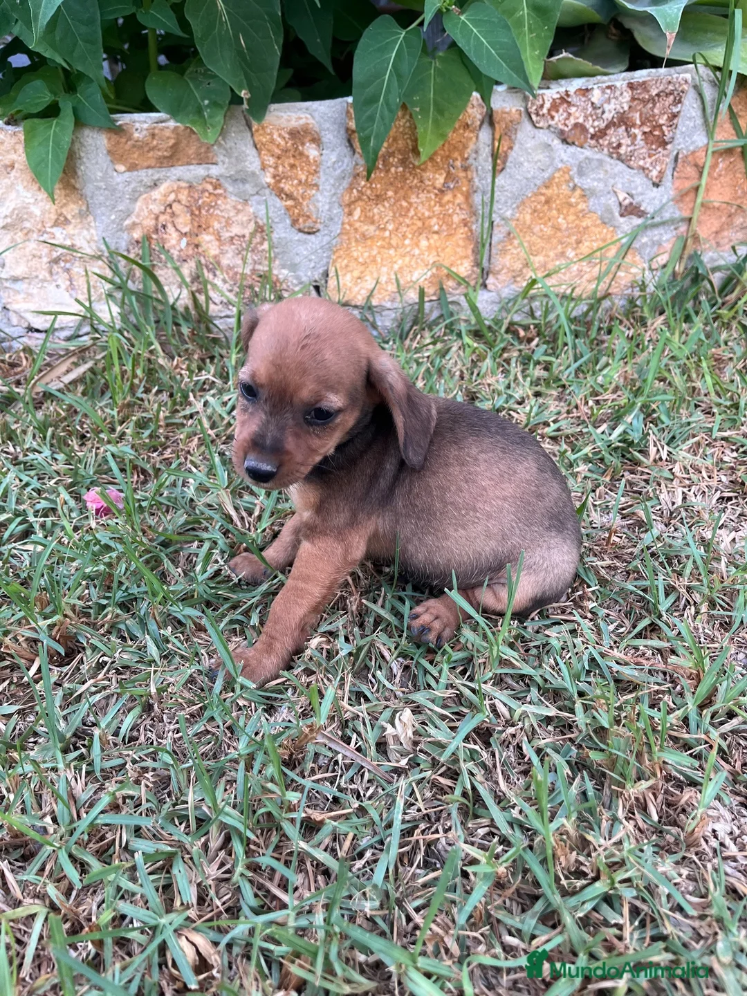 Raza Mixta perros en venta: Cachorros de teckel x mini pincher - Anuncio 5
