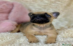 Bulldog Francés perros en venta: Bulldog francés Fawn  - Imagen 4