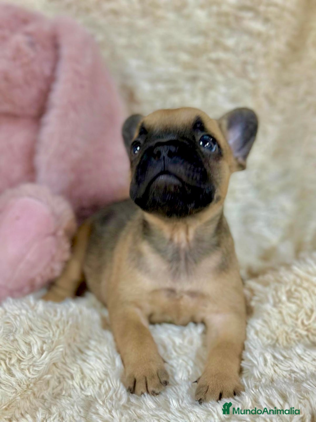 Bulldog Francés perros en venta: Bulldog francés Fawn  - Imagen 4