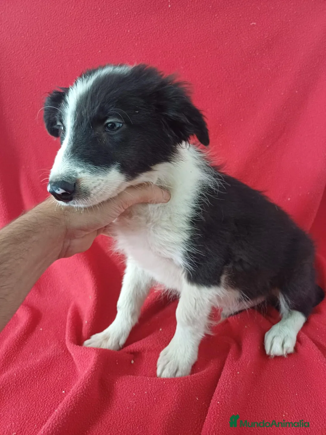 Border Collie perros en venta: Border Collie Blanco y Negro  - Anuncio 2
