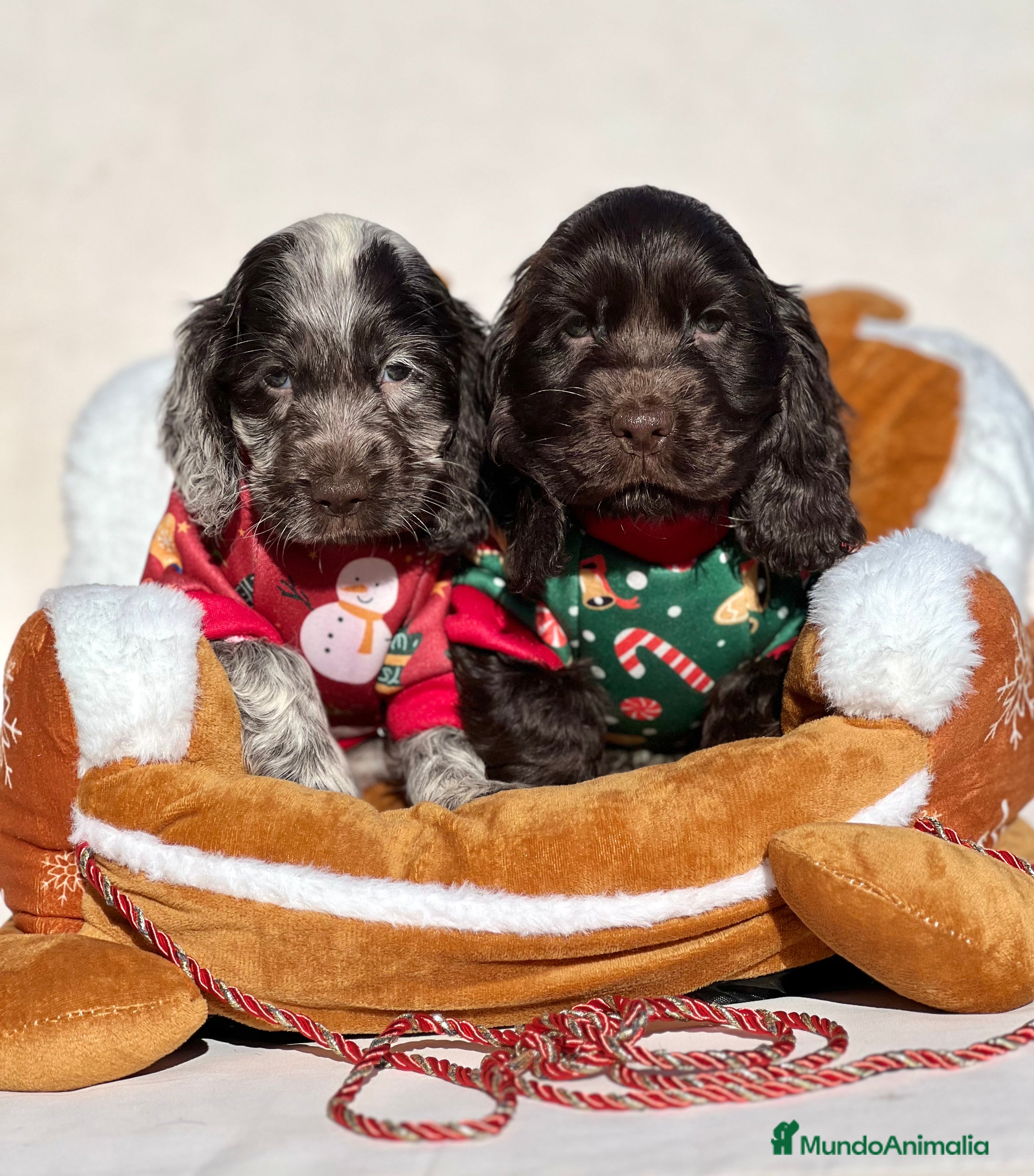 Cocker Spaniel Inglés perros PRECIOSA RUANA CHOCOLATE DISPONIBLE - Anuncio 3