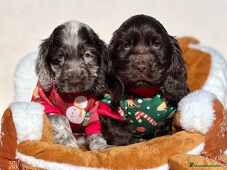 Cocker Spaniel Inglés perros PRECIOSA RUANA CHOCOLATE DISPONIBLE - Anuncio 1