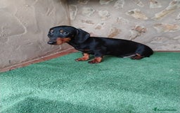 Teckel perros en venta: Cachorro macho teckel negro fuego  - Imagen 3