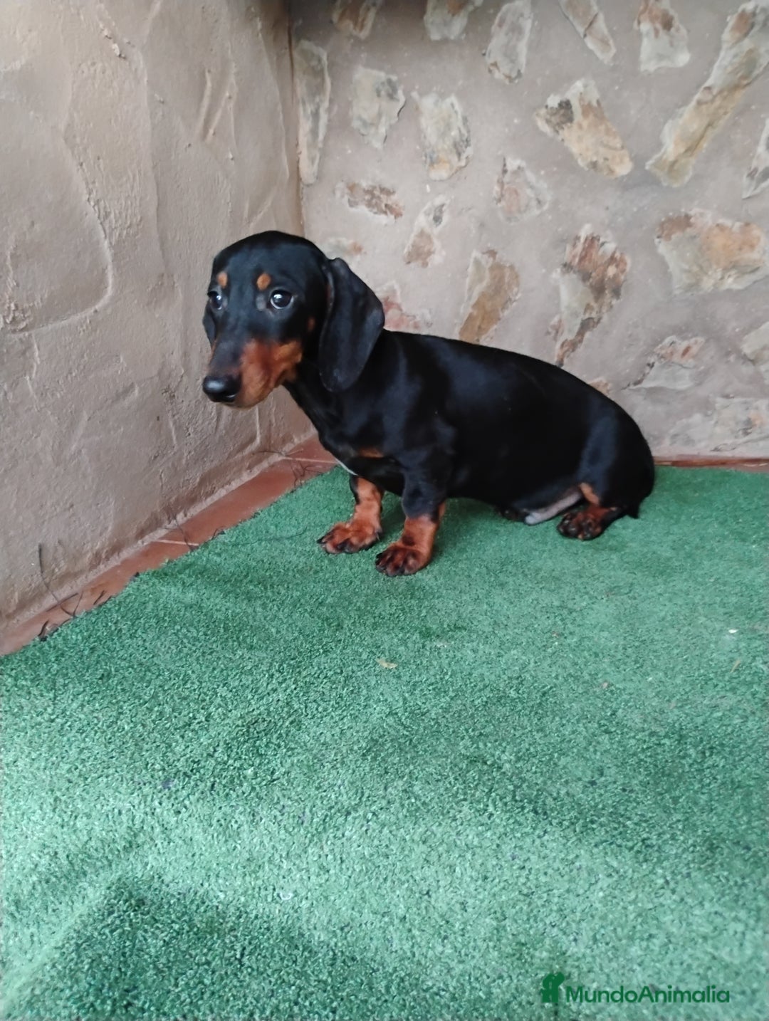 Teckel perros en venta: Cachorro macho teckel negro fuego  - Imagen 3